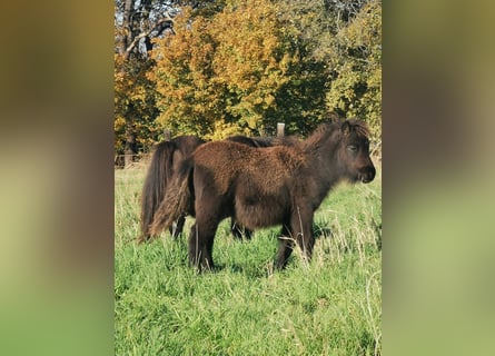 Shetland Ponys, Stute, 6 Jahre, 90 cm, Rappe