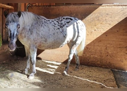 Shetland Ponys, Stute, 7 Jahre, 100 cm, Schecke