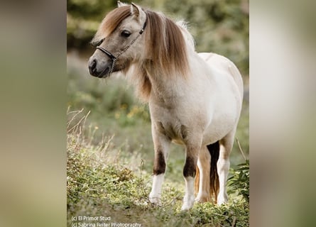 Shetland Ponys, Stute, 7 Jahre, 82 cm, Dunalino