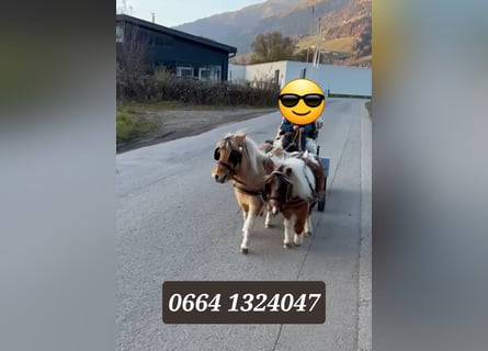 Shetland Ponys, Stute, 7 Jahre