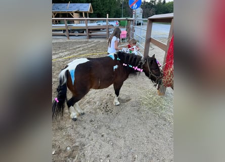 Shetland Ponys, Stute, 8 Jahre, 85 cm, Schecke