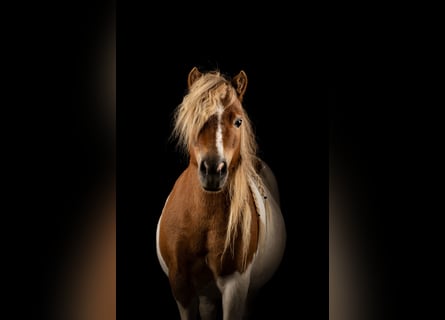 Shetland Ponys, Stute, 8 Jahre, 85 cm, Schecke