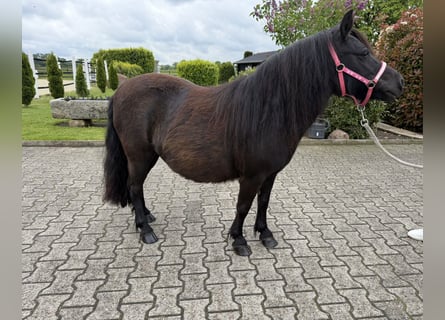 Shetland Ponys, Stute, 8 Jahre, Rappe