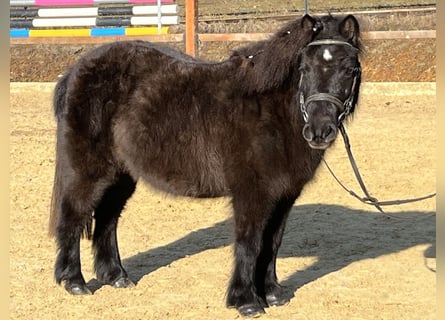 Shetland Ponys, Stute, 9 Jahre, 110 cm, Rappe