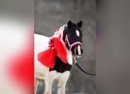 Shetland Ponys, Stute, 9 Jahre, 115 cm, Schecke