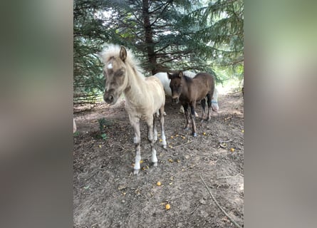 Shetland Ponys, Stute, Fohlen (05/2025), 100 cm, Falbe