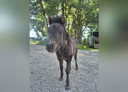 Shetland Ponys, Stute, Fohlen (04/2026), 100 cm, Rappe
