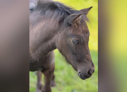 Shetland Ponys, Stute, Fohlen (05/2025), 105 cm, Rappe
