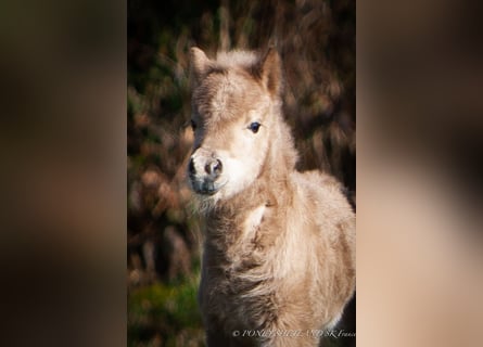 Shetland Ponys, Stute, Fohlen (03/2026), 95 cm, Palomino