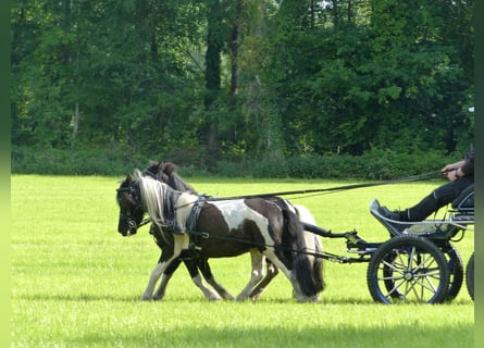 Shetland Ponys, Wallach, 10 Jahre, 109 cm, Schecke