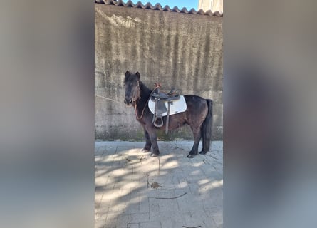 Shetland Ponys, Wallach, 10 Jahre, 110 cm, Rappe