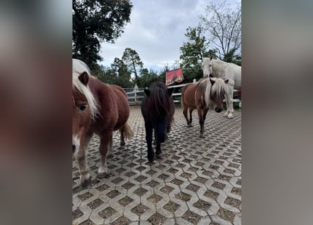 Shetland Ponys, Wallach, 10 Jahre, 80 cm, Palomino