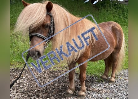 Shetland Ponys, Wallach, 10 Jahre