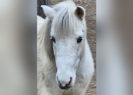 Shetland Ponys, Wallach, 10 Jahre, Schecke