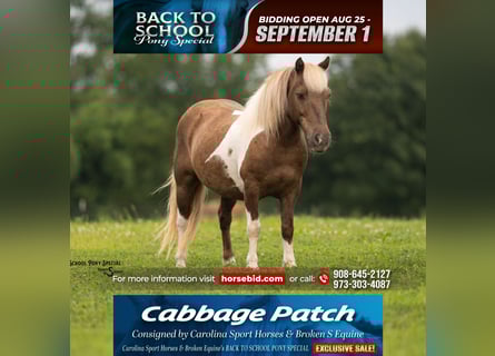 Shetland Ponys, Wallach, 12 Jahre, 102 cm, Schecke