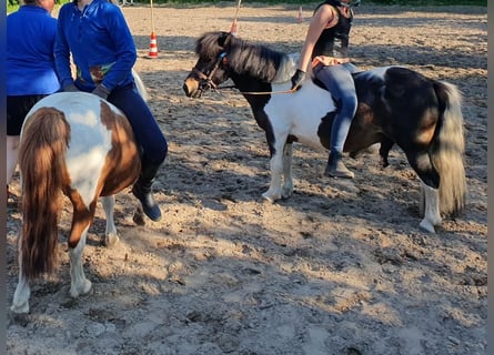Shetland Ponys, Wallach, 14 Jahre, 100 cm, Schecke