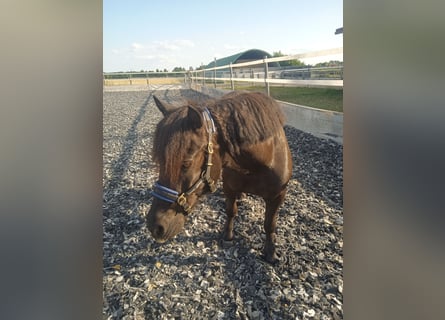Shetland Ponys, Wallach, 15 Jahre, 108 cm, Schwarzbrauner