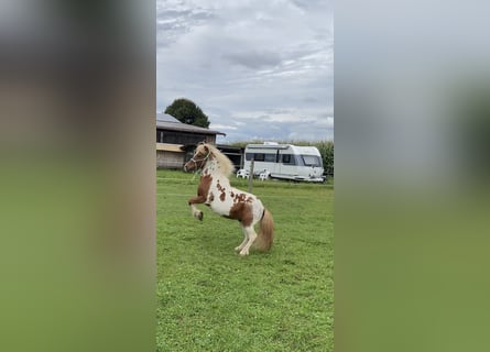 Shetland Ponys, Wallach, 18 Jahre, 110 cm, Schecke