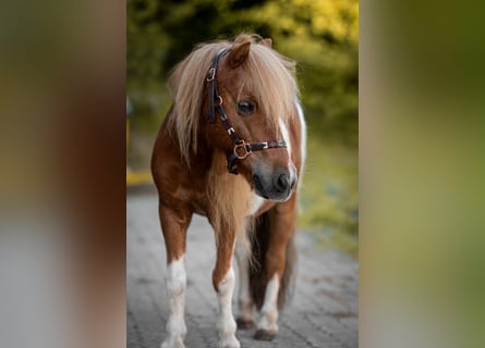 Shetland Ponys, Wallach, 18 Jahre, 93 cm, Schecke