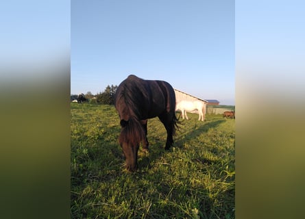 Shetland Ponys, Wallach, 22 Jahre, 115 cm, Rappe