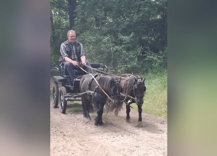 Shetland Ponys, Wallach, 3 Jahre, 100 cm, Rappe