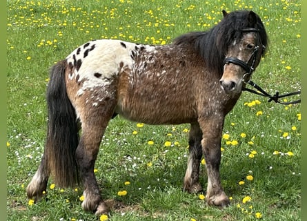 Shetland Ponys, Wallach, 3 Jahre, 105 cm, Tigerschecke