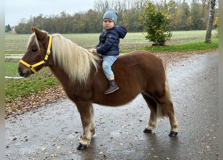 Shetland Ponys, Wallach, 3 Jahre, 110 cm, Fuchs