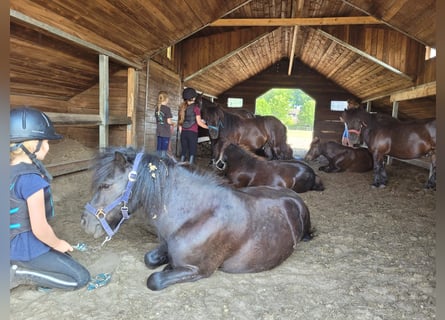 Shetland Ponys, Wallach, 3 Jahre, 110 cm, Rappe