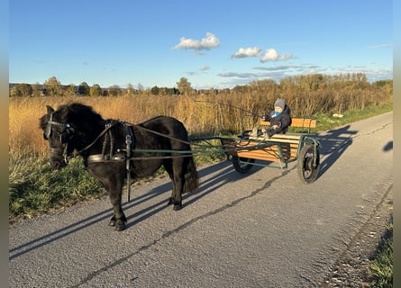 Shetland Ponys, Wallach, 3 Jahre, 112 cm, Rappe