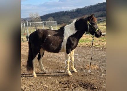 Shetland Ponys, Wallach, 3 Jahre, 112 cm, Tobiano-alle-Farben