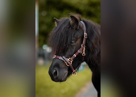 Shetland Ponys, Wallach, 3 Jahre, 95 cm, Rappe