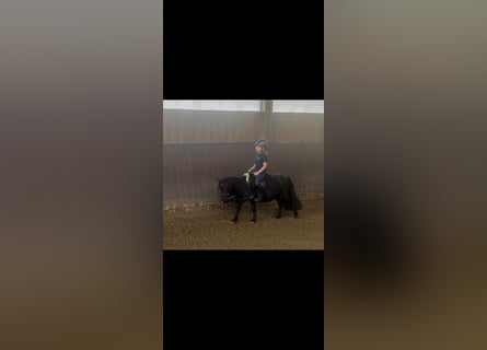 Shetland Ponys, Wallach, 3 Jahre, 95 cm, Rappe