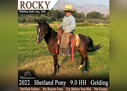 Shetland Ponys, Wallach, 4 Jahre, 91 cm