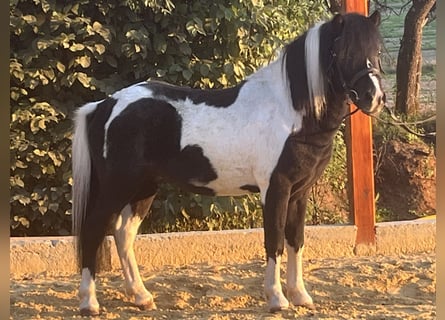 Shetland Ponys, Wallach, 5 Jahre, 105 cm, Schecke