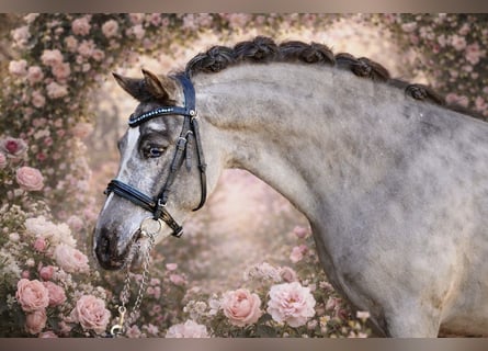 Shetland Ponys, Wallach, 5 Jahre, 117 cm, Tigerschecke