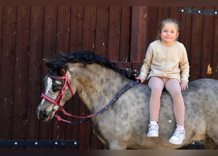 Shetland Ponys, Wallach, 5 Jahre, 117 cm, Tigerschecke