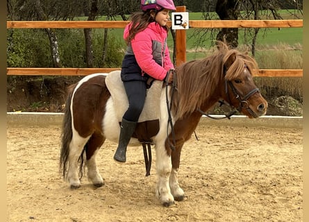 Shetland Ponys, Wallach, 6 Jahre, 103 cm, Schecke