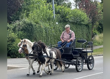 Shetland Ponys, Wallach, 6 Jahre, 110 cm, Schecke
