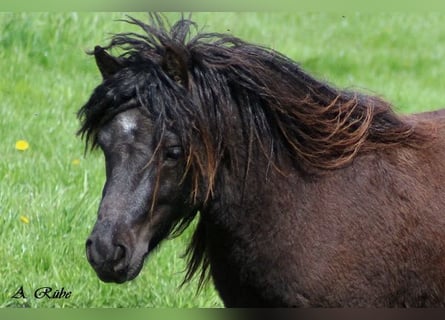 Shetland Ponys, Wallach, 6 Jahre, 99 cm, Rappe