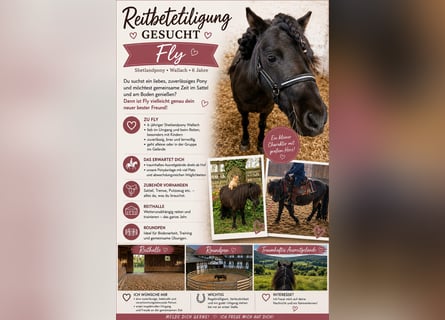 Shetland Ponys, Wallach, 6 Jahre, Rappe