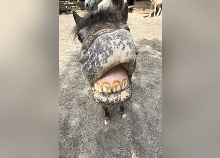 Shetland Ponys, Wallach, 7 Jahre, 105 cm, Falbe