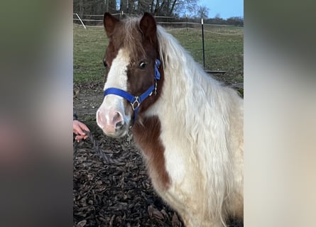 Shetland Ponys, Wallach, 7 Jahre, 113 cm, Schecke