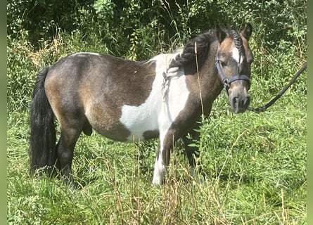 Shetland Ponys, Wallach, 7 Jahre, 85 cm, Schecke