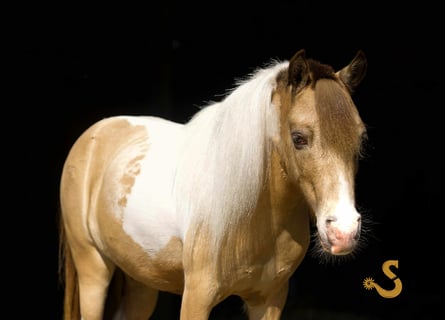 Shetland Ponys, Wallach, 7 Jahre, 91 cm