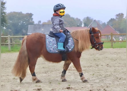 Shetland Ponys, Wallach, 8 Jahre, 94 cm, Fuchs