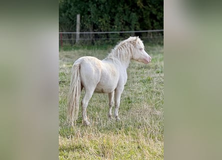 Shetland, Stallone, 1 Anno, 102 cm, Perlino