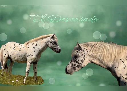 Shetland, Stallone, 1 Anno, 113 cm, Leopard
