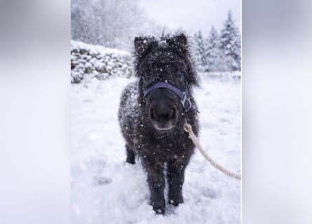 Shetland, Stallone, 1 Anno, 85 cm, Morello