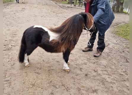 Shetland, Stallone, 2 Anni, 77 cm