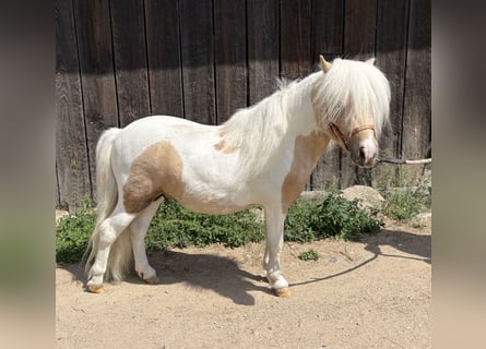 Shetland, Stallone, 2 Anni, 82 cm, Pezzato